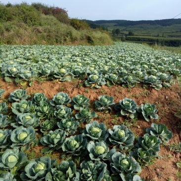 旱地包心菜