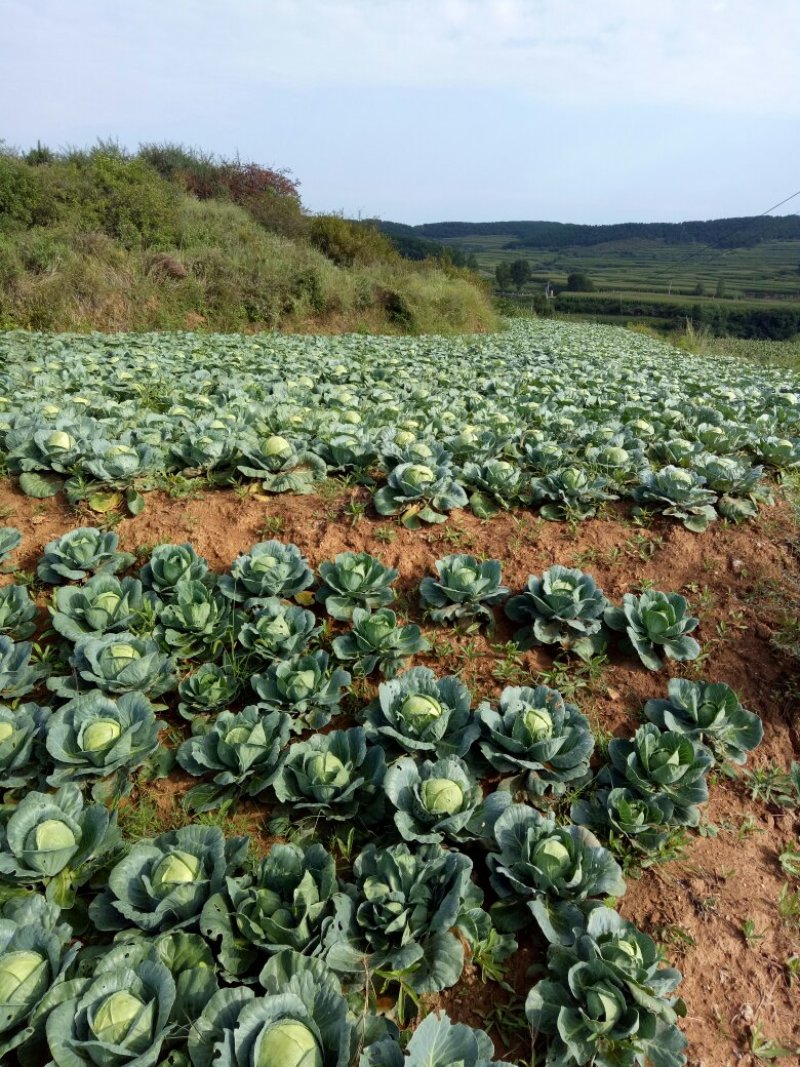 旱地包心菜