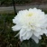 批发菊花