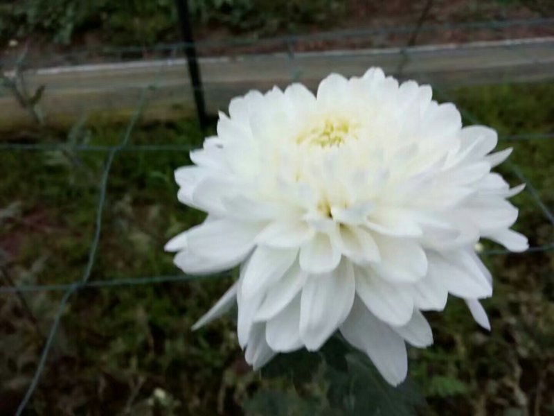 批发菊花