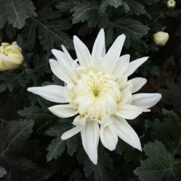 批发菊花
