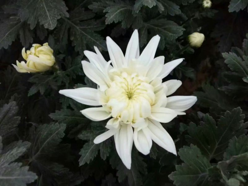 批发菊花