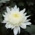 批发菊花