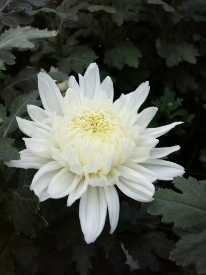 批发菊花