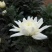 批发菊花