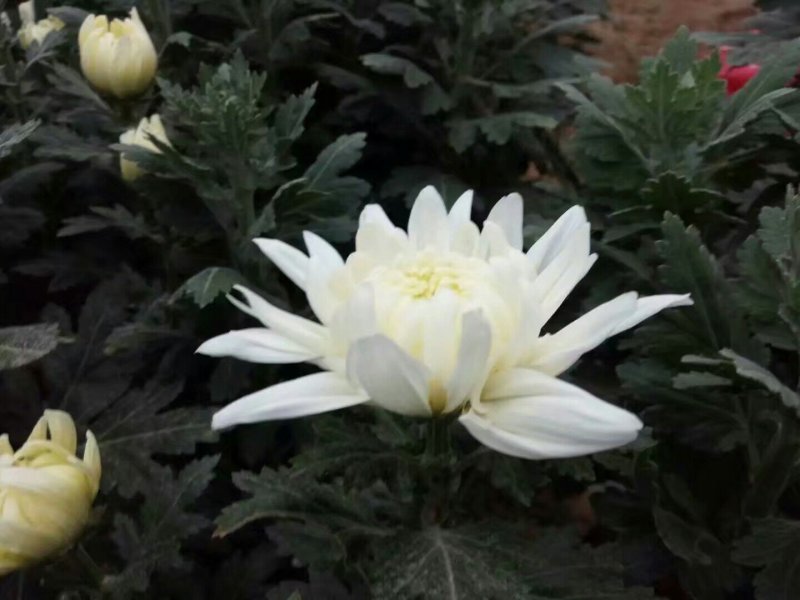 批发菊花