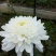 批发菊花