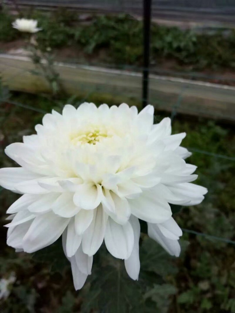 批发菊花