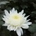 批发菊花