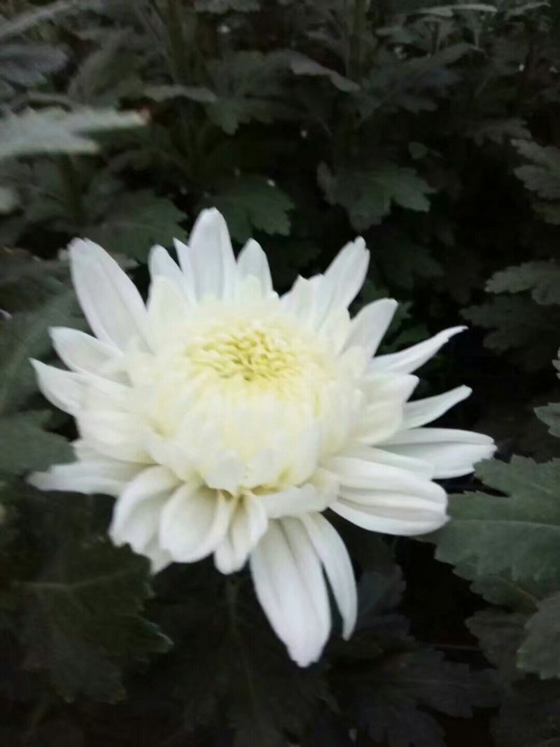 批发菊花