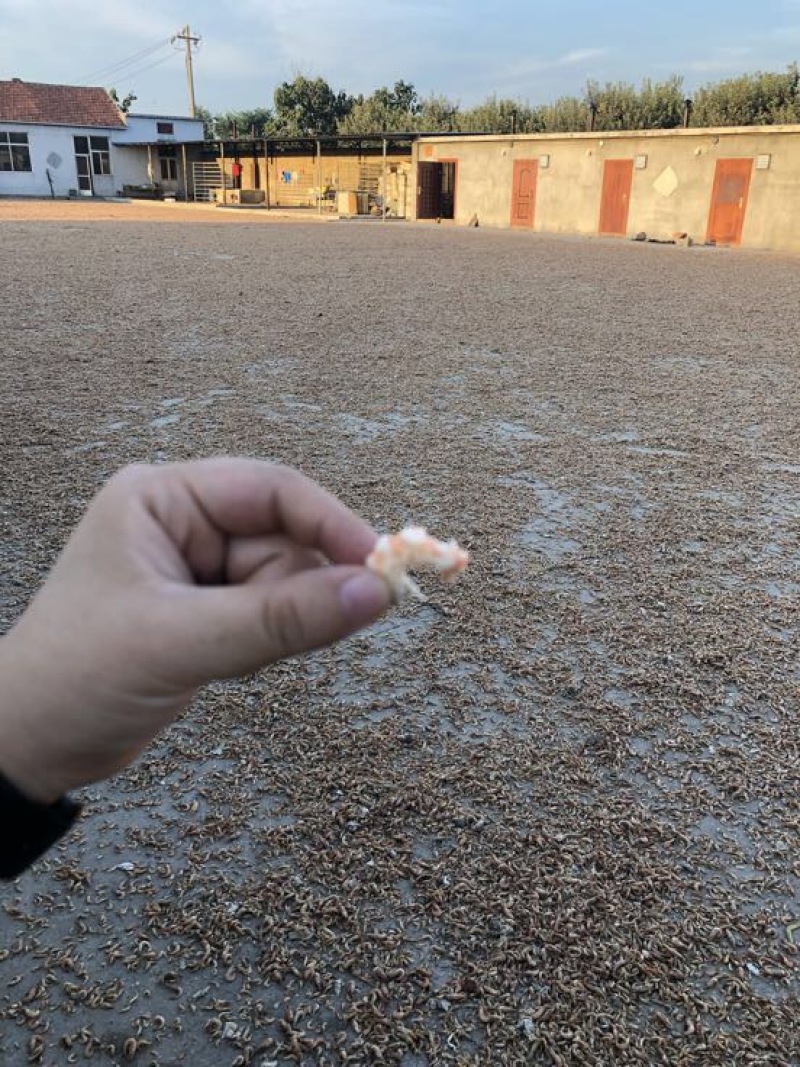 虾干一级