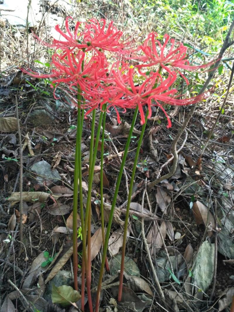 湖北省红花石蒜花卉盆景品种齐全欢迎你的选购