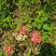 湖北省红花石蒜花卉盆景品种齐全欢迎你的选购
