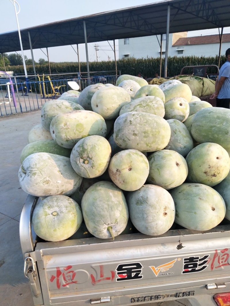 粉皮小白冬瓜，大量供应2斤到5斤