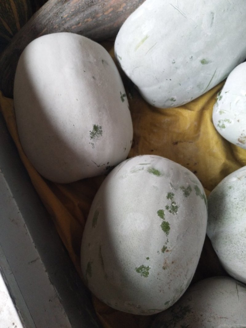 粉皮小白冬瓜，大量供应2斤到5斤