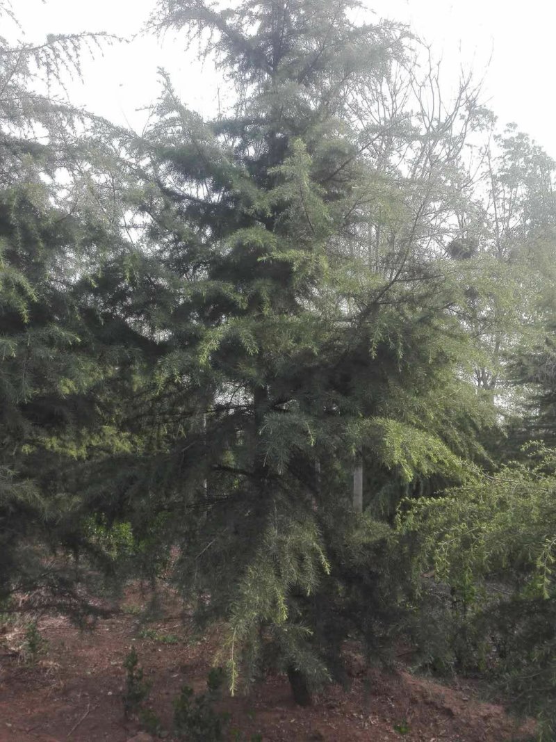 雪松，基地大量出售各种规格的雪松树苗。，看圃起苗。