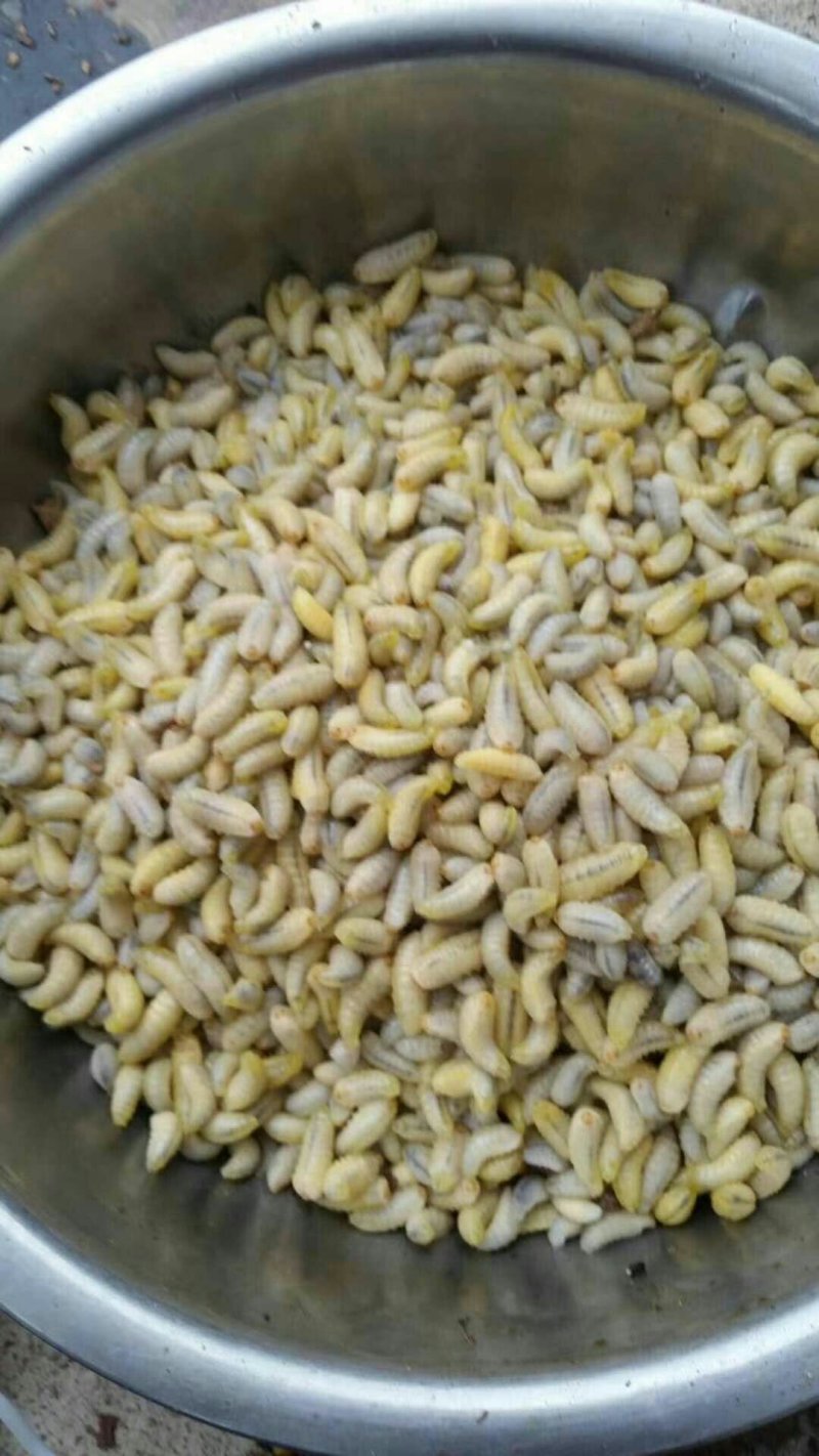 蜂蛹