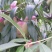 蜜桃