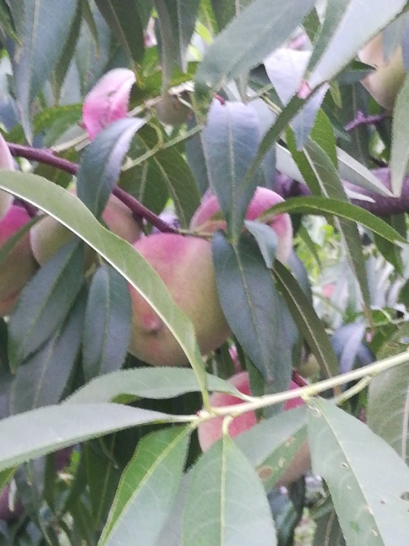 蜜桃