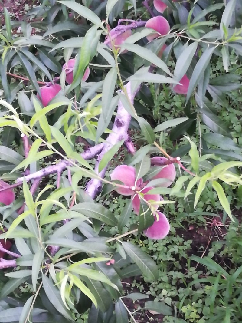 蜜桃