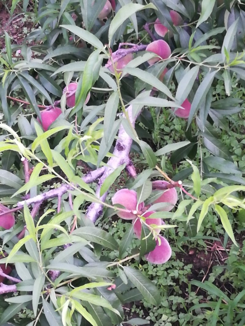 蜜桃