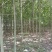 法桐速生法桐基地大量低价供应苗圃苗原生冠截杆发冒悬铃木