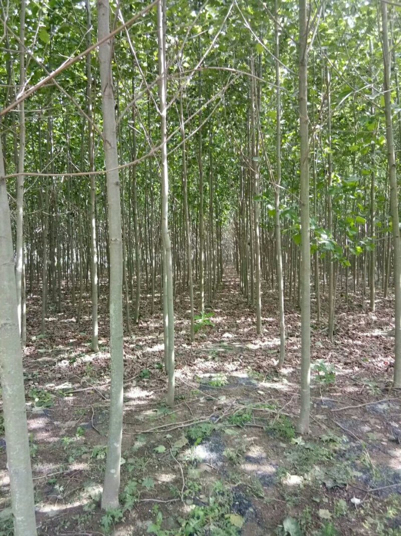 法桐速生法桐基地大量低价供应苗圃苗原生冠截杆发冒悬铃木