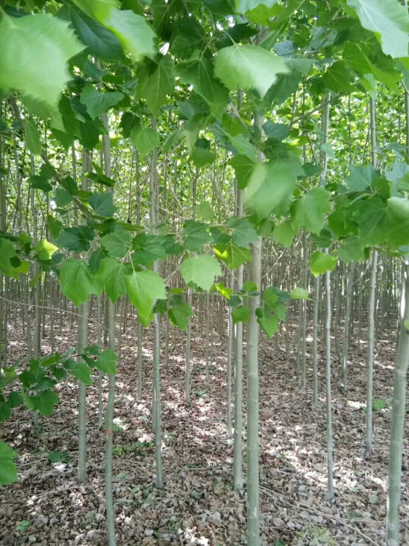 法桐速生法桐基地大量低价供应苗圃苗原生冠截杆发冒悬铃木