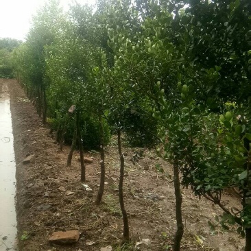 黄杨树黄杨造型树黑松造型基地批发景观树绿化苗木