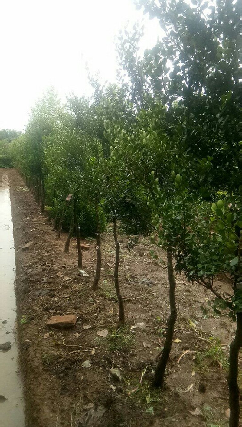 黄杨树黄杨造型树黑松造型基地批发景观树绿化苗木