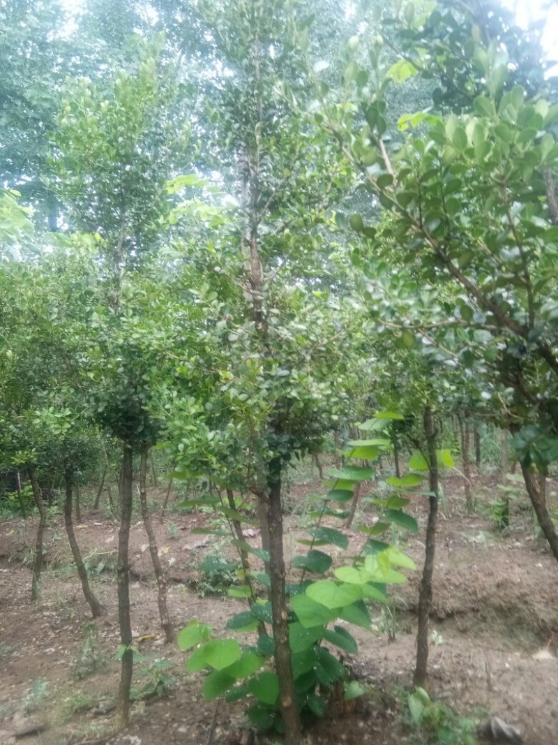 黄杨树黄杨造型树黑松造型基地批发景观树绿化苗木