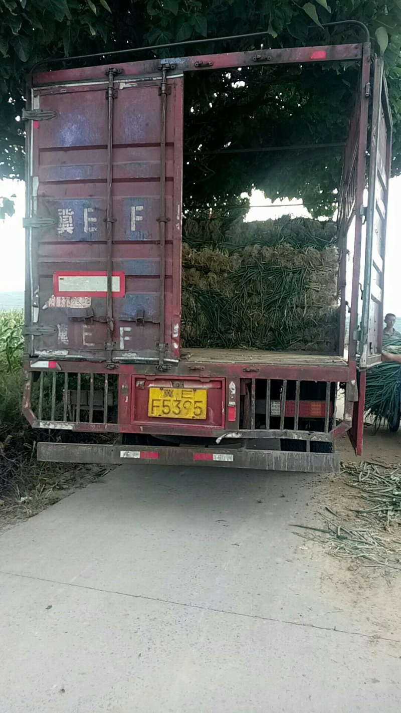 山西运城万荣大葱正在热卖中长白大葱，万荣诚信代办产地代言