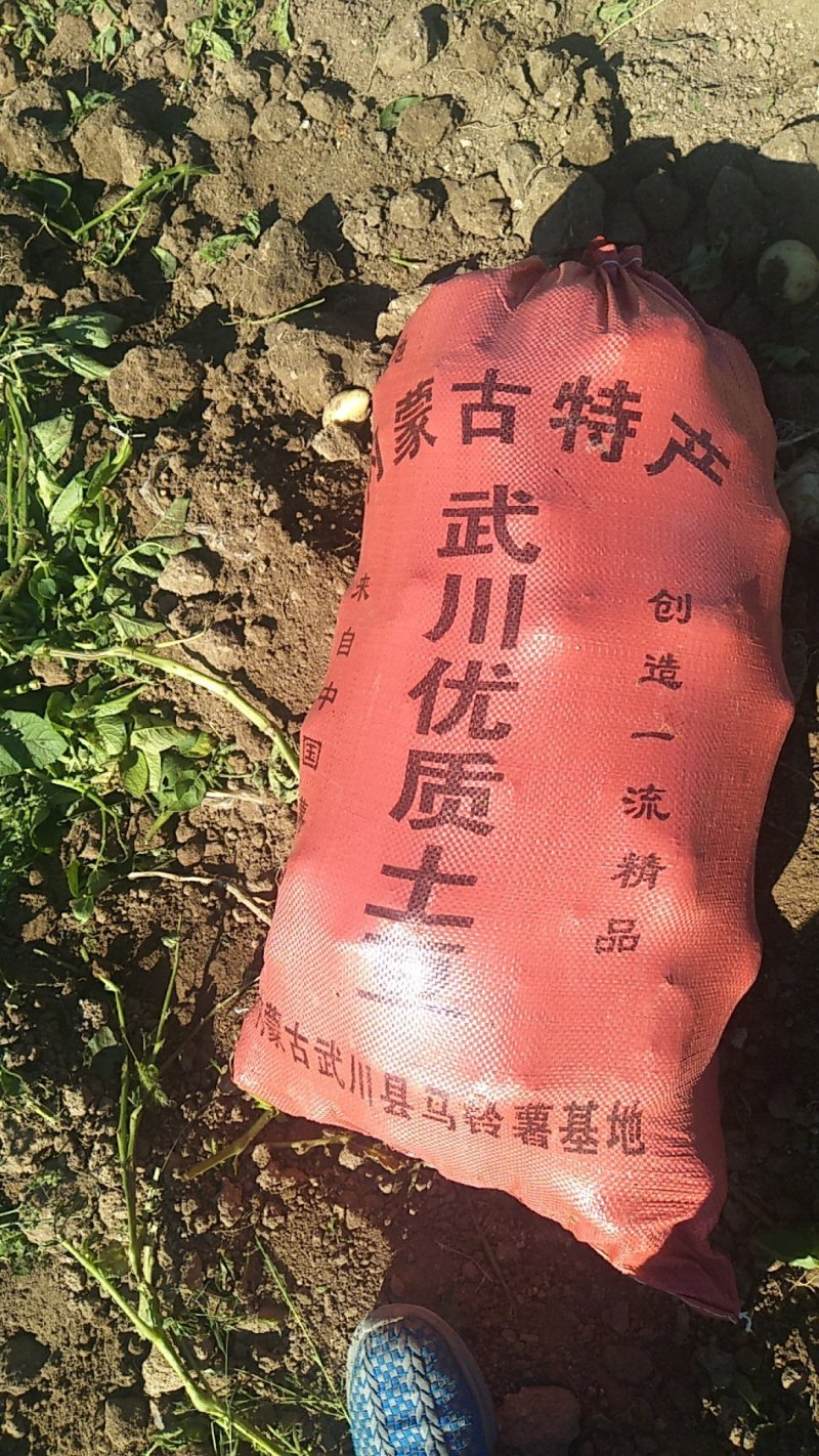 内蒙古土豆，马玲薯淀粉，优质面粉，