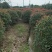 红叶石楠球冠幅1米--2.5米基地大量供应移植苗原生苗