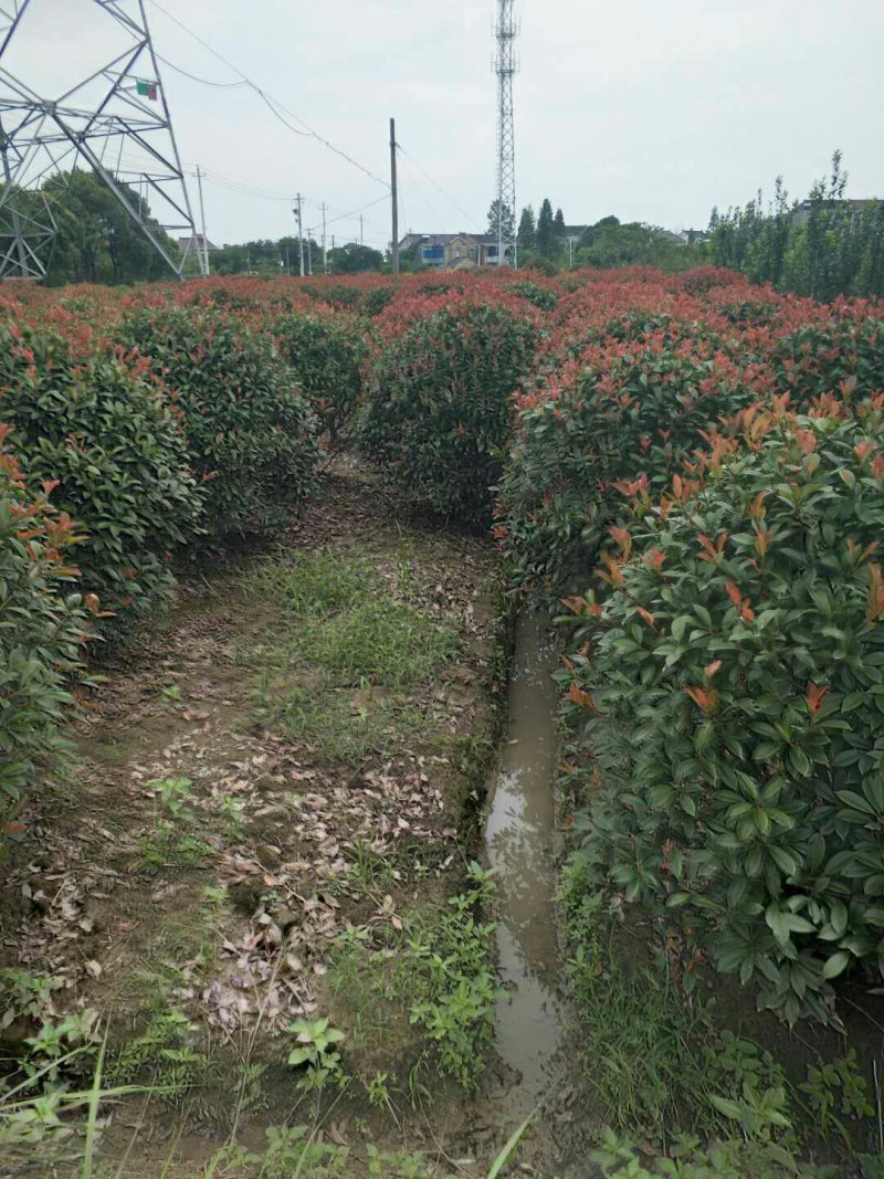 红叶石楠球冠幅1米--2.5米基地大量供应移植苗原生苗