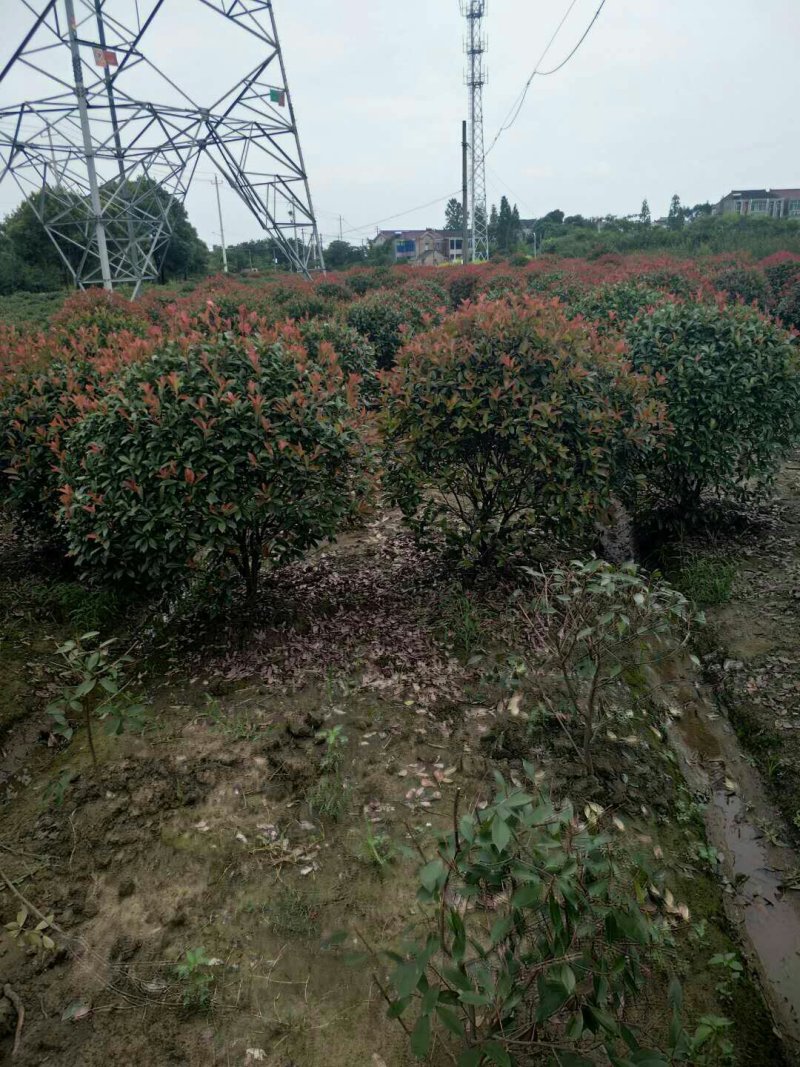 红叶石楠球冠幅1米--2.5米基地大量供应移植苗原生苗