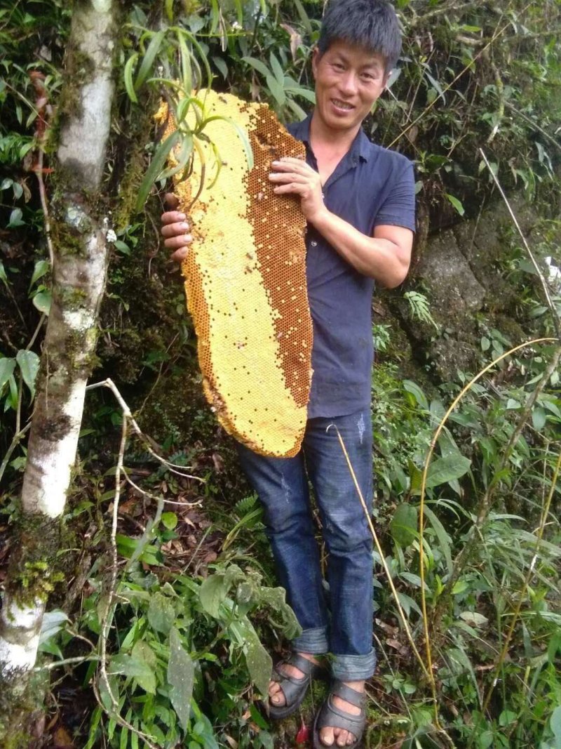 野生蜂蜜