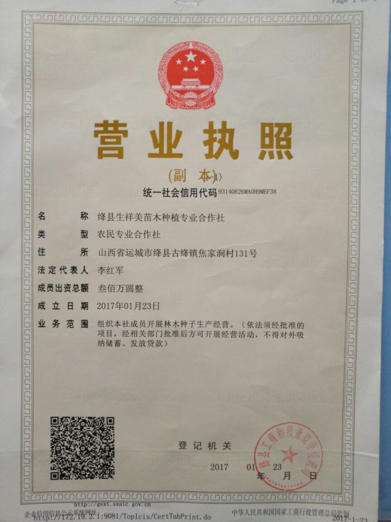 5元抢大青叶樱桃种子沙藏好的
