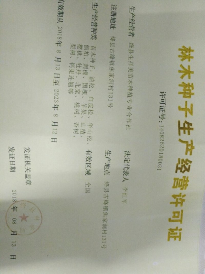 5元抢大青叶樱桃种子沙藏好的