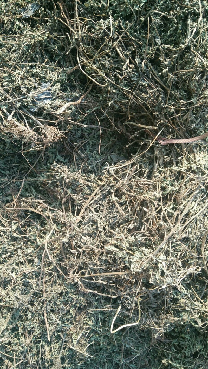 旱莲草