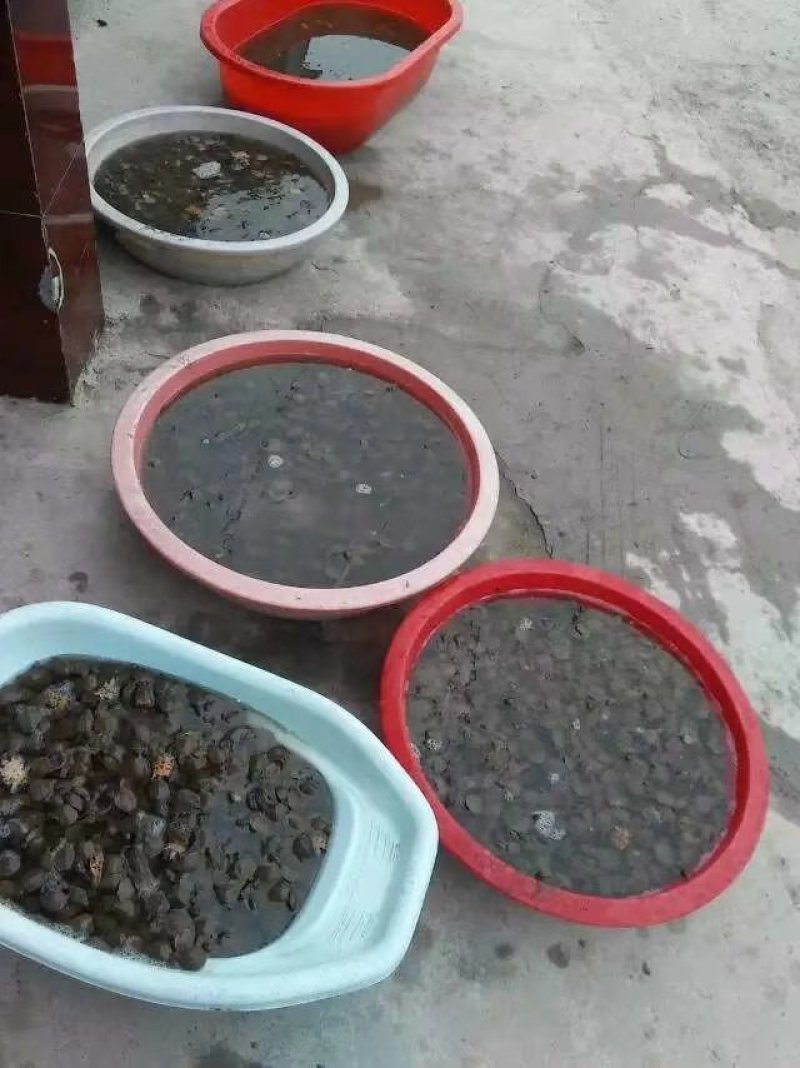 外塘甲鱼苗野生甲鱼苗