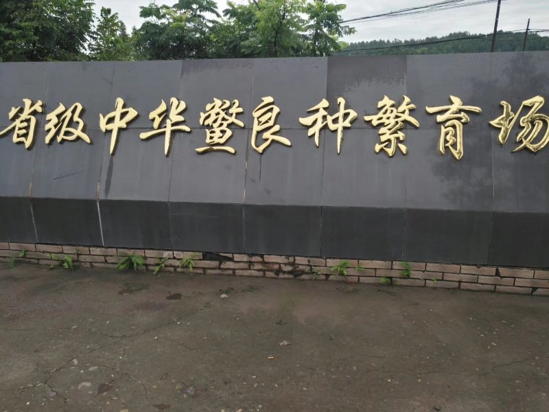 外塘甲鱼苗野生甲鱼苗