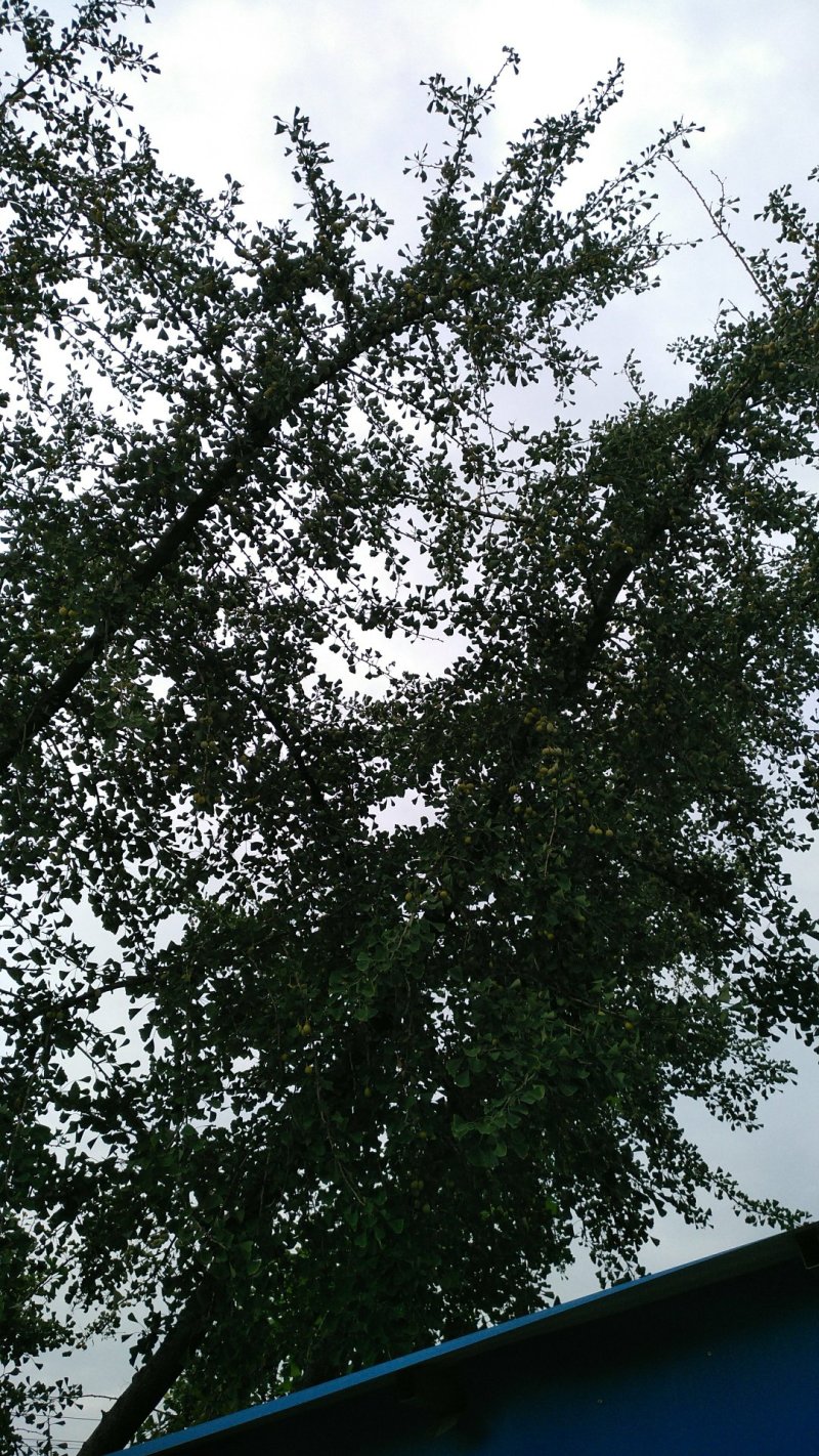 泰兴白果