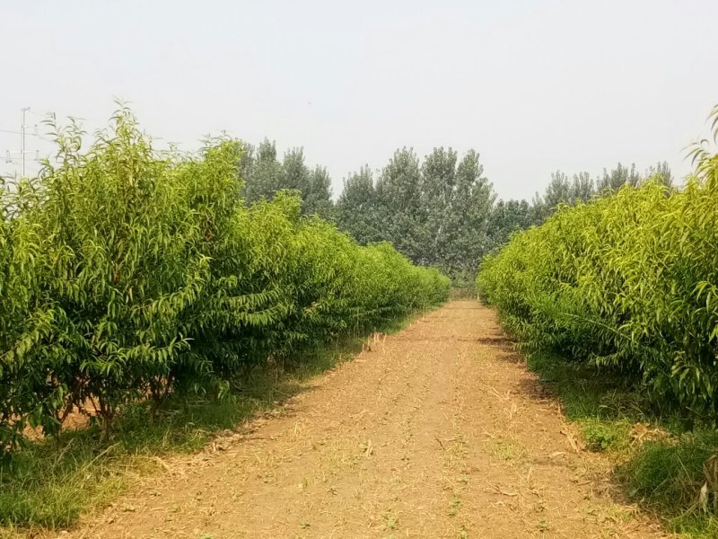 处理2年生成品沂蒙霜桃树