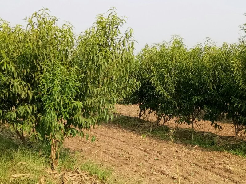 处理2年生成品沂蒙霜桃树