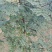衡水大龙农林种植有法桐、椿树、国槐、金叶榆、白蜡，榆树