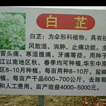 产地一手货源白芷种子