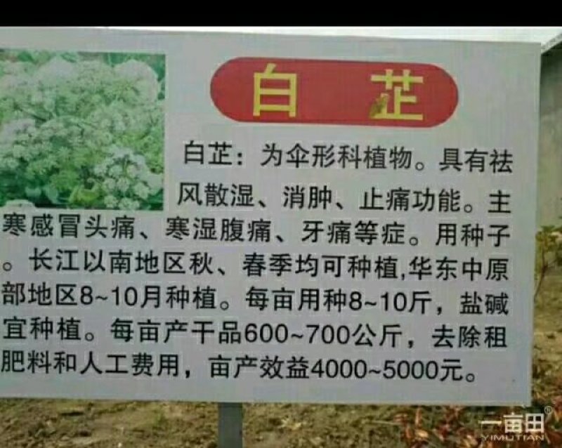产地一手货源白芷种子