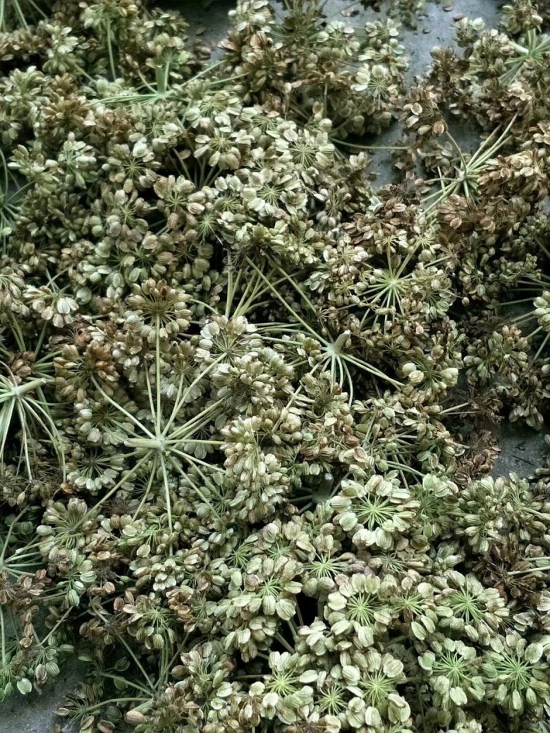 产地一手货源白芷种子