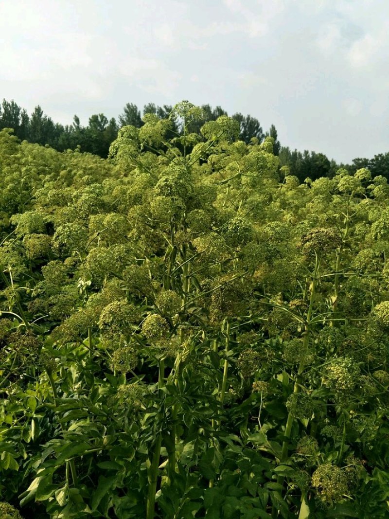 产地一手货源白芷种子